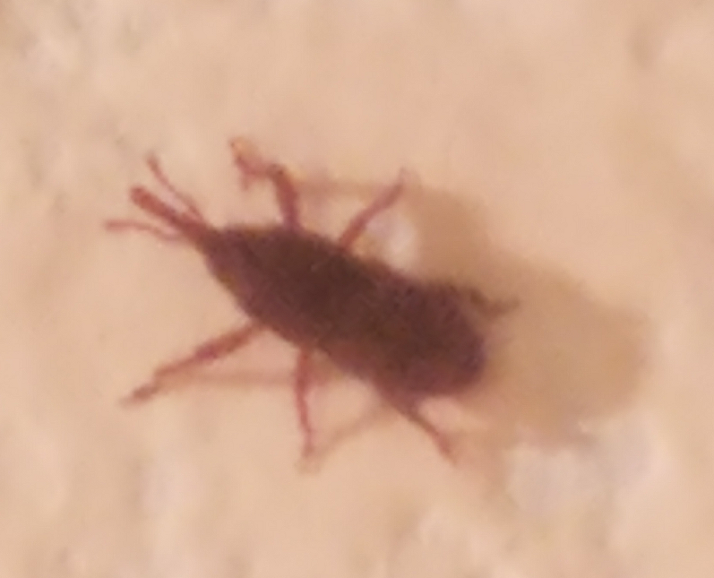 Weevil