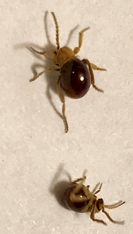 Spider beetles