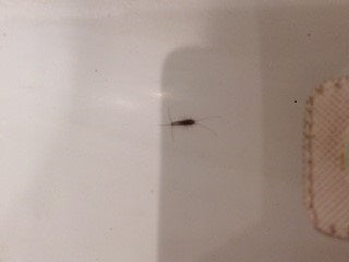 Silverfish or firebrats