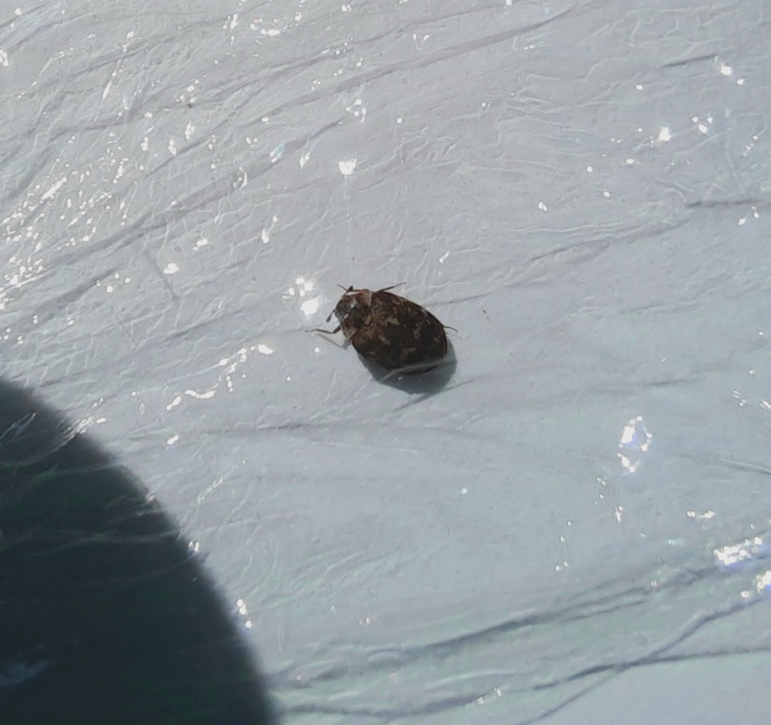 Carpet beetle