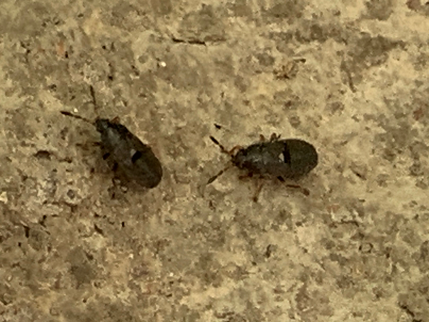 Nymphs of a hairy chinch bug