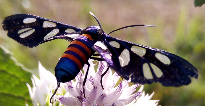 Wasp Moths