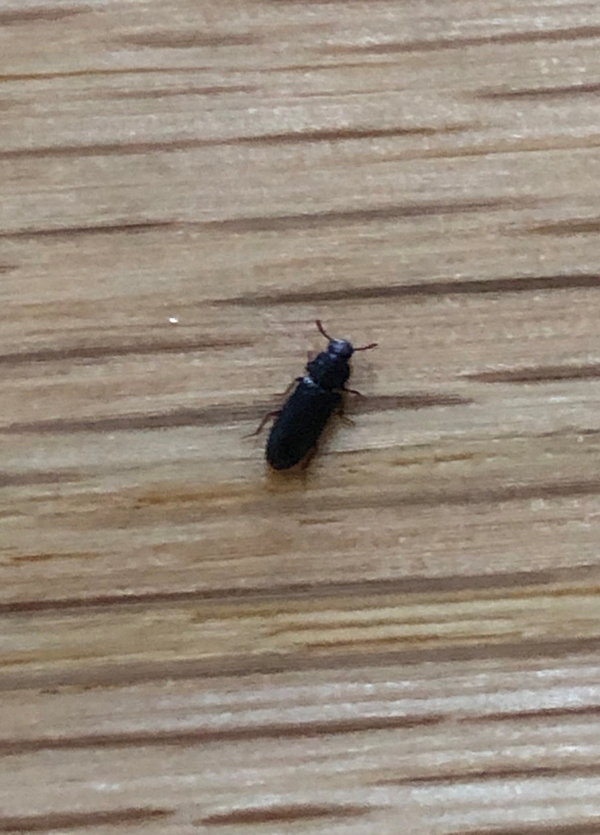 Darkling beetle