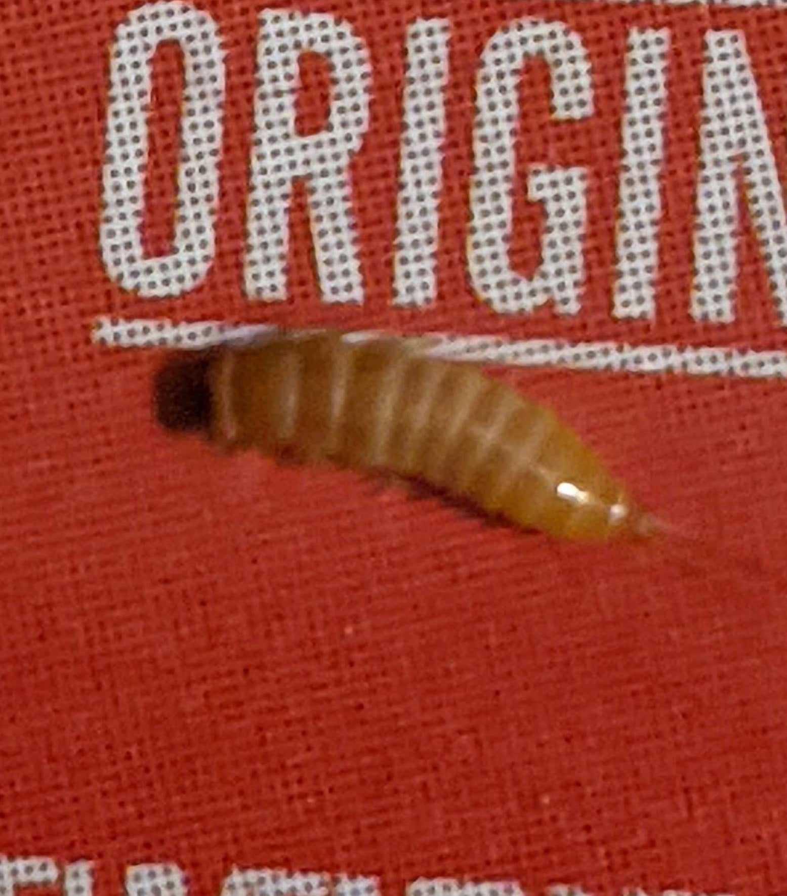 Larva of a beetle – Dermestidae