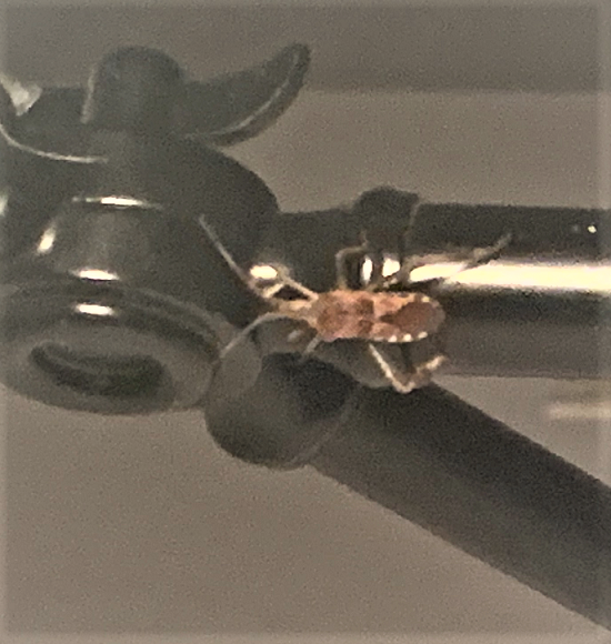 Western conifer seed bug