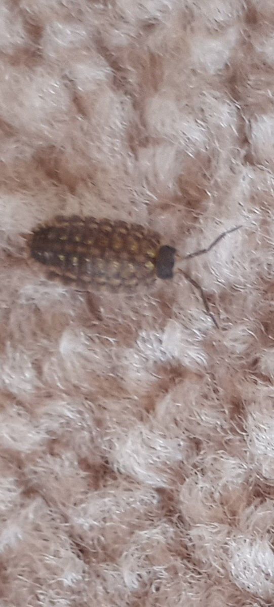 Sowbug