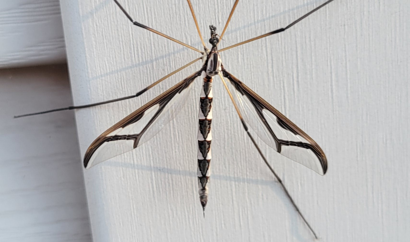 Giant eastern crane fly