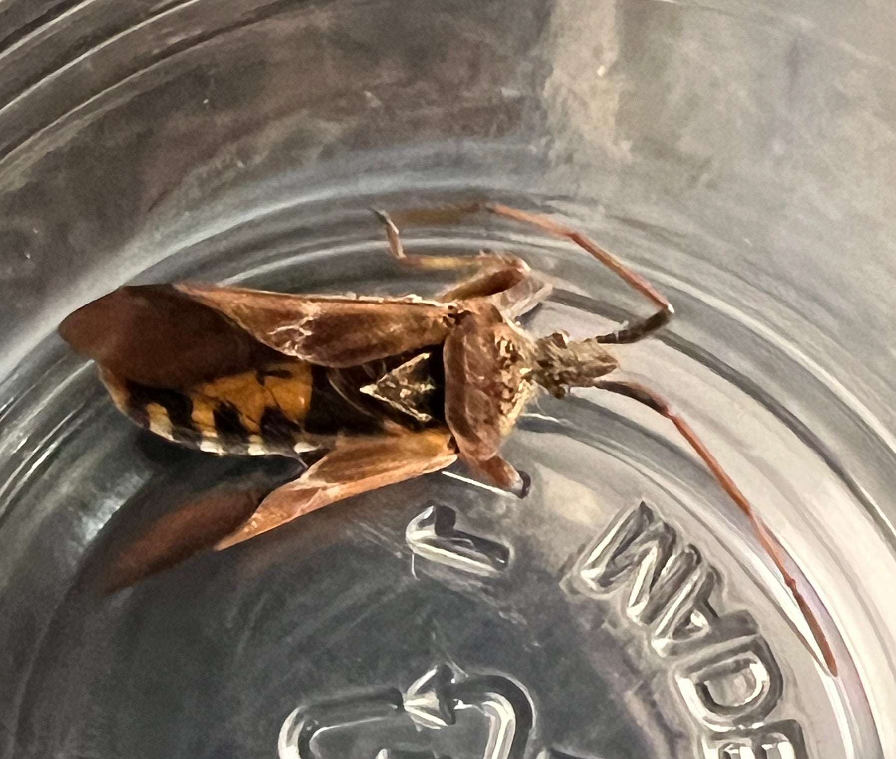 western conifer seed bug