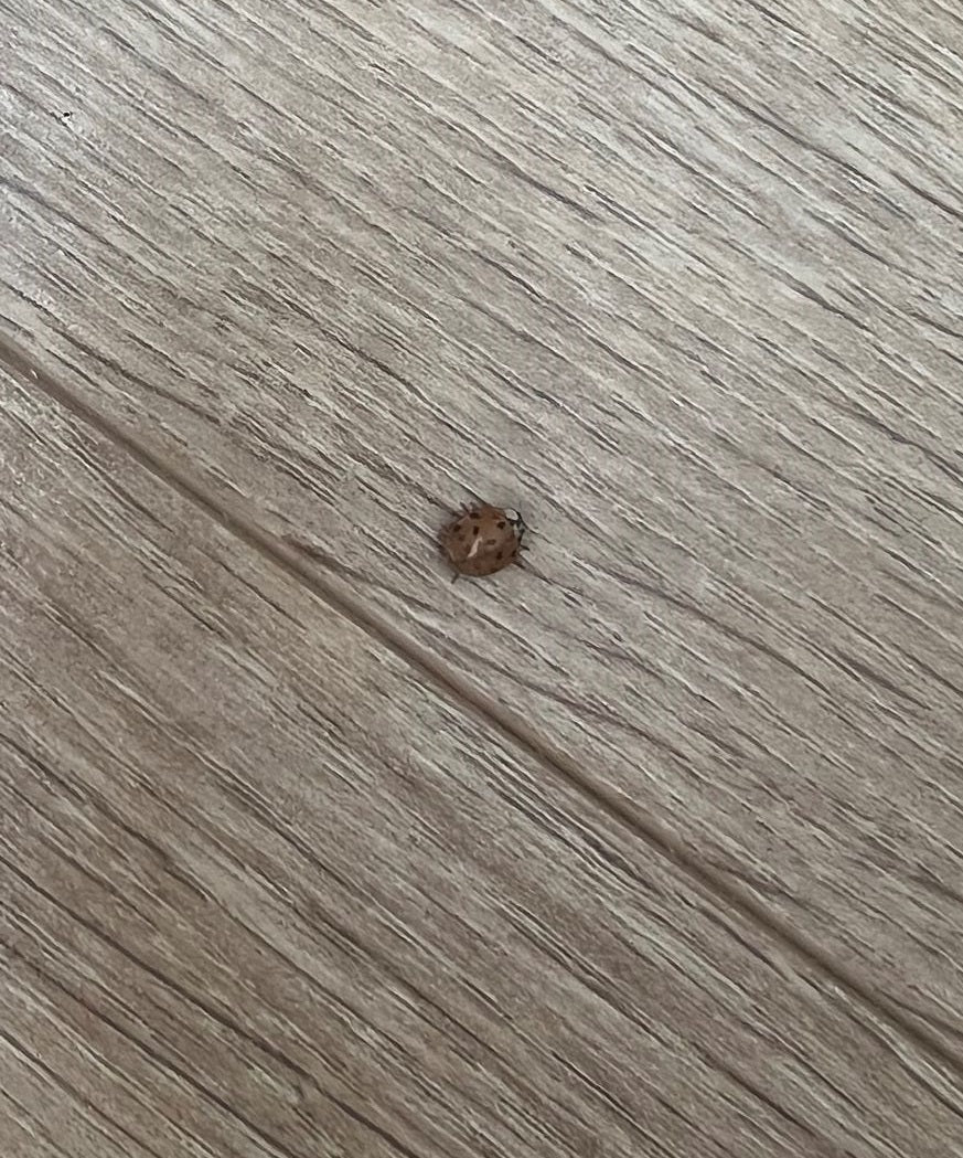 Lady beetle