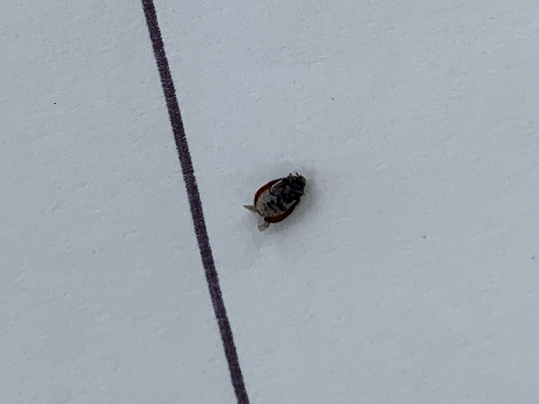 Carpet beetle