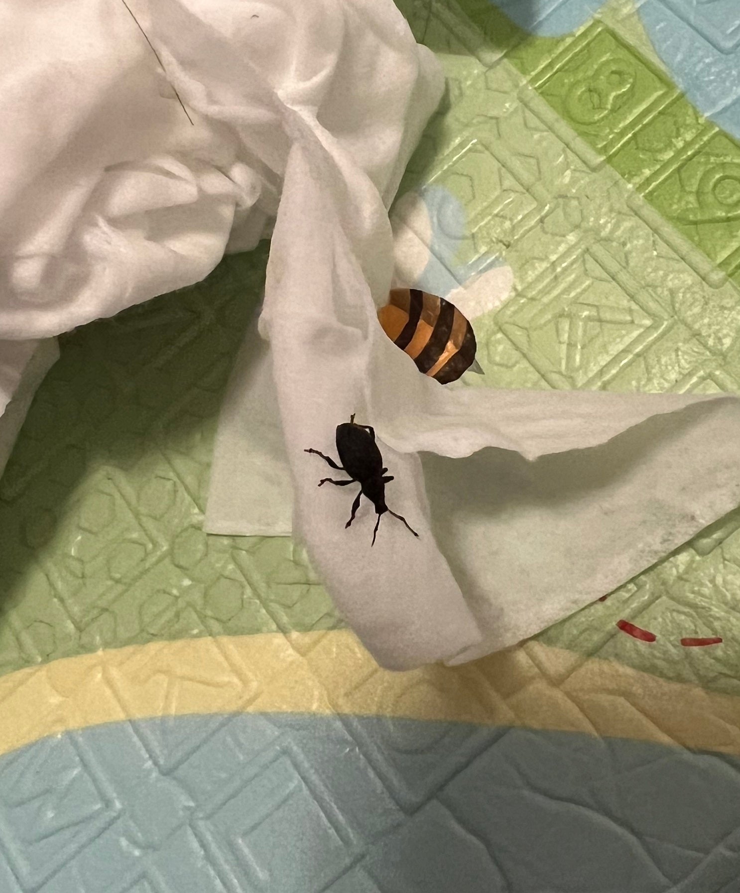 Broad-nosed/short-snouted weevil