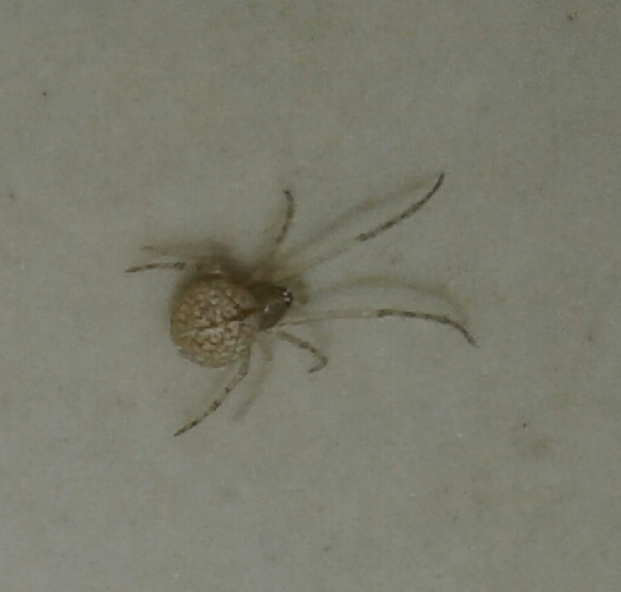 Cobweb/comb-footed spider