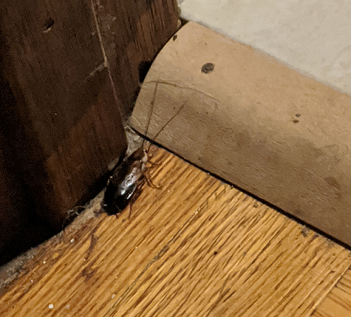 Cockroach