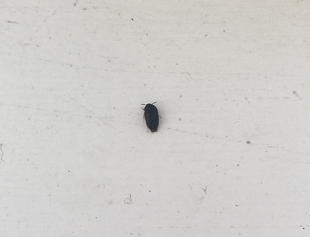 Black carpet beetle