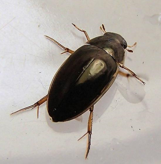 Predaceous Diving Beetle