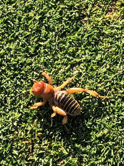 Jerusalem cricket (Orthoptera: Stenopalmatidae)