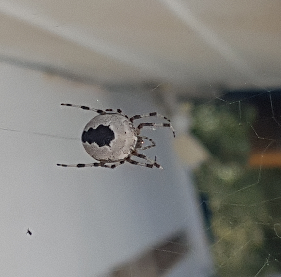 Colour morph