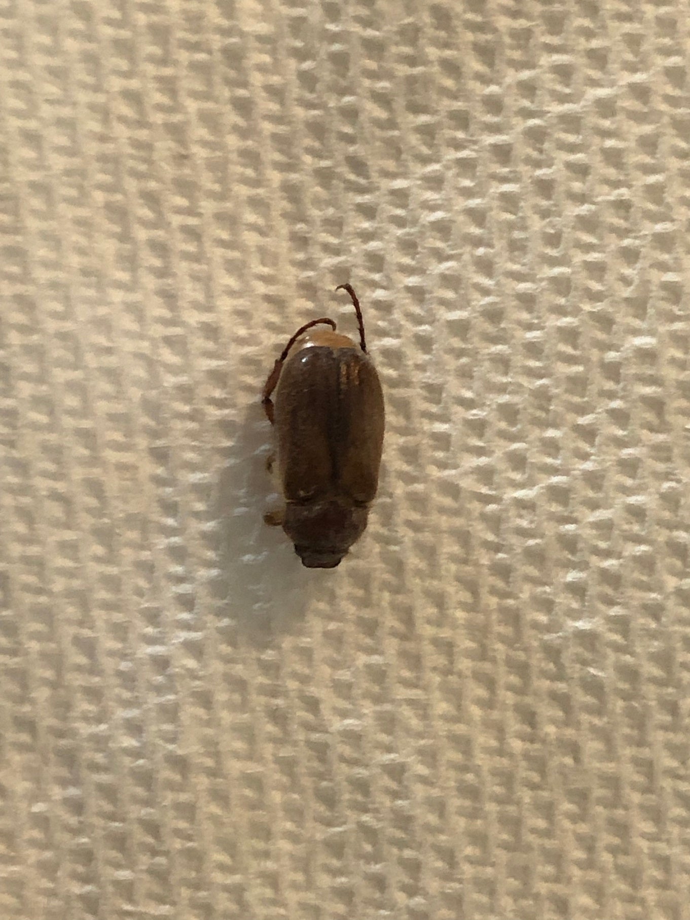 Scarab beetle