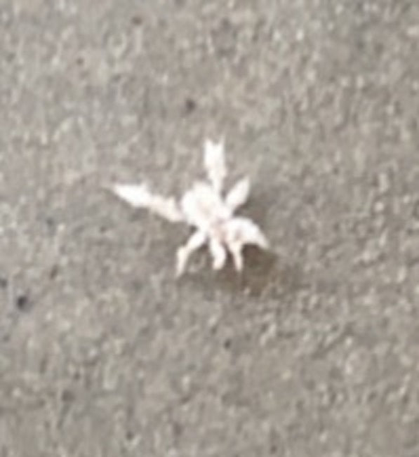 Nymph of an assassin bug