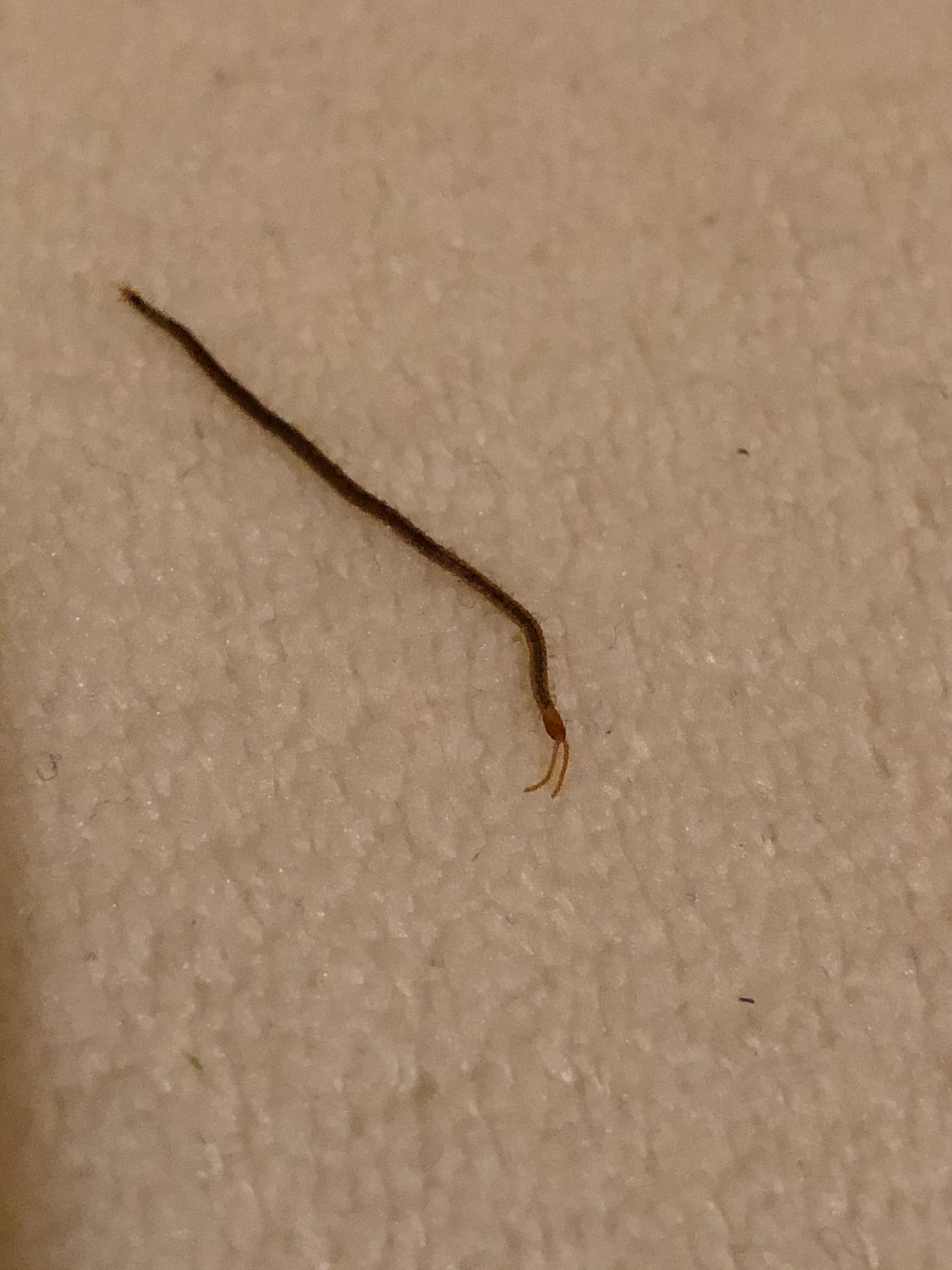 earth/soil centipede