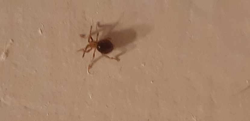 Spider beetle