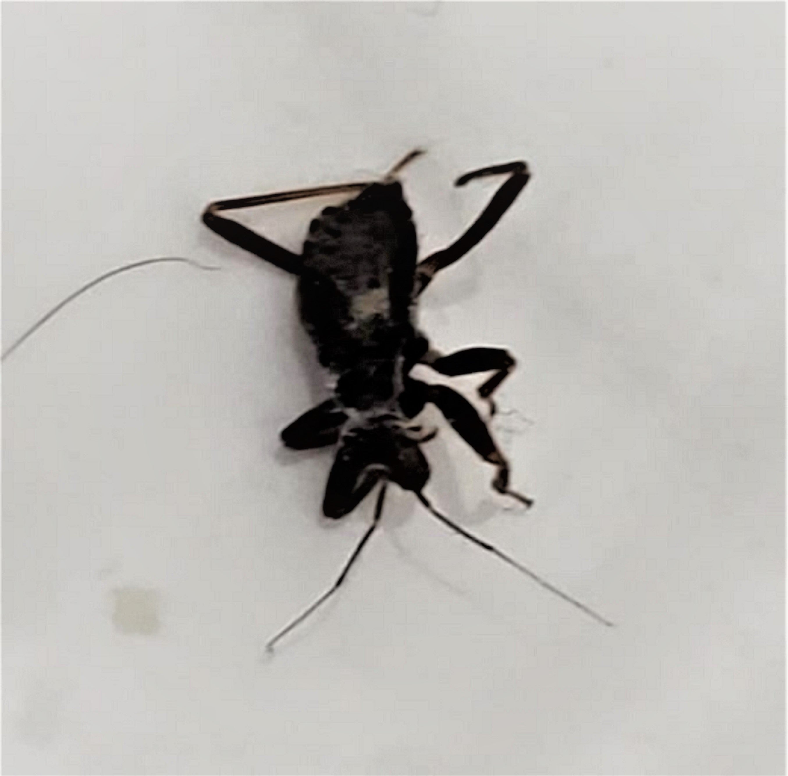 Nymph an assassin bug