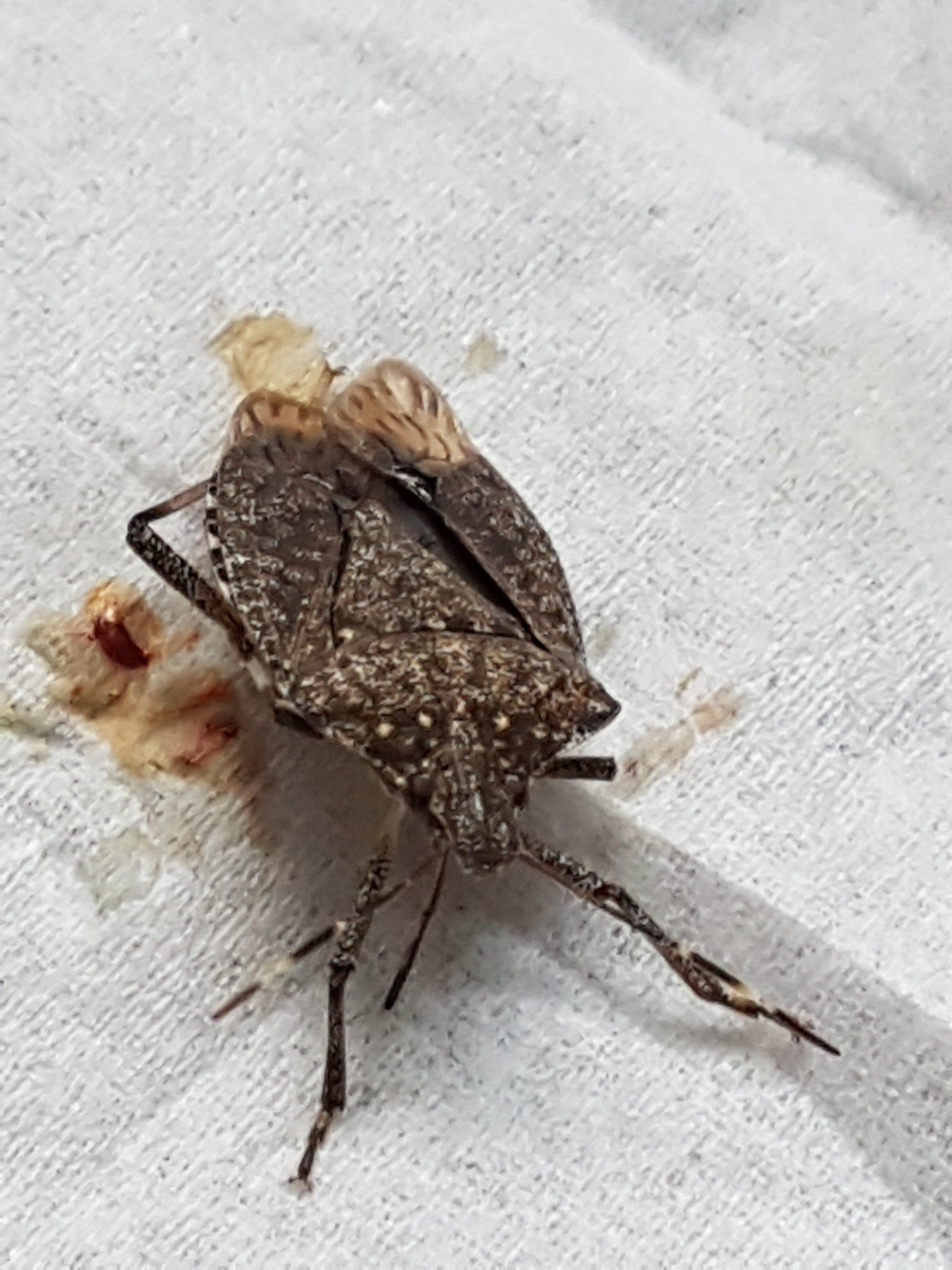 Western conifer seed bug