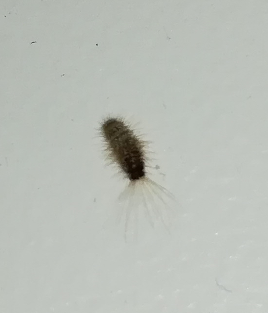 Larva of a beetle