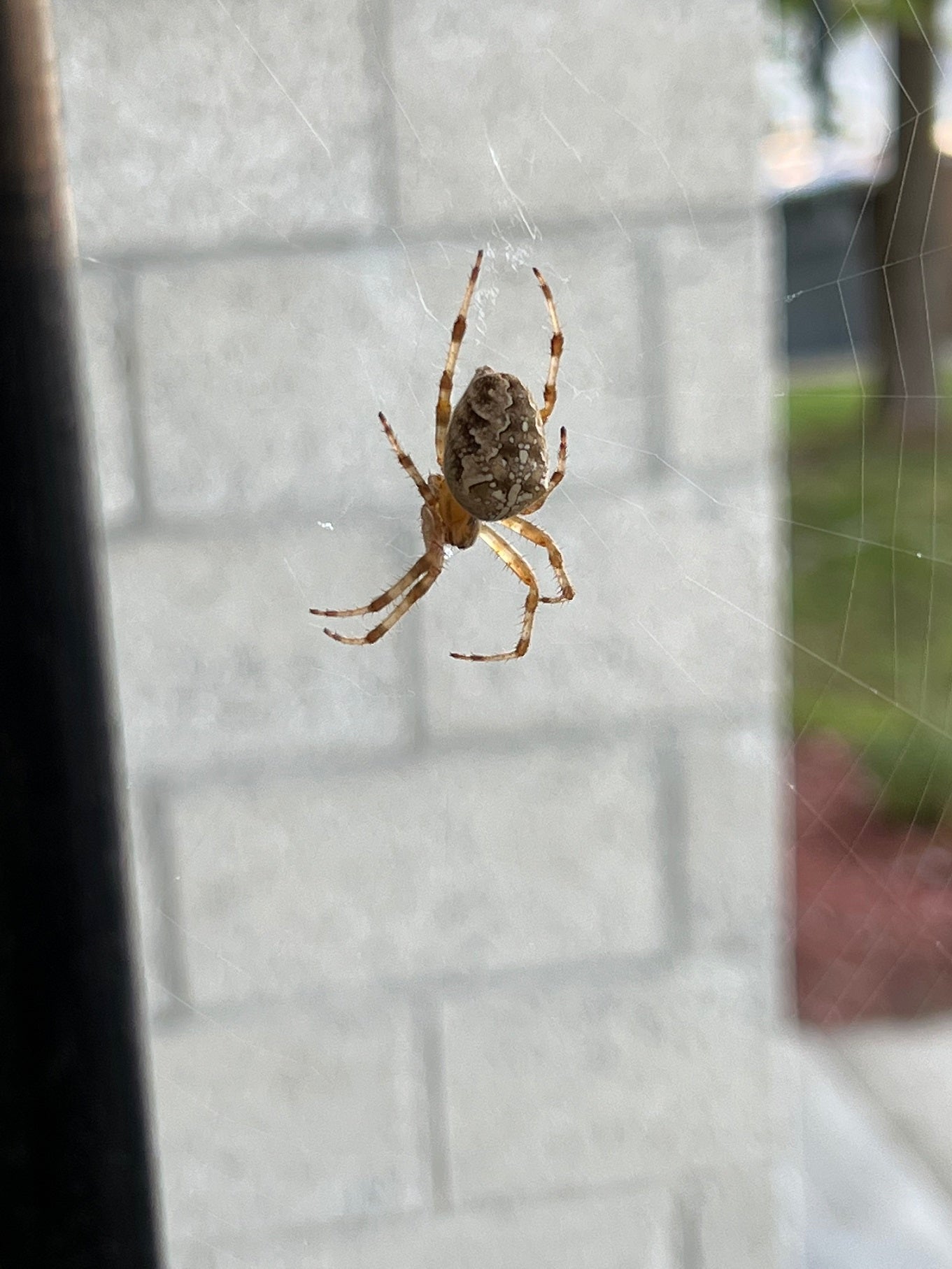 Cross orb weaver