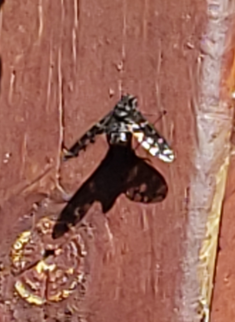 Bee fly