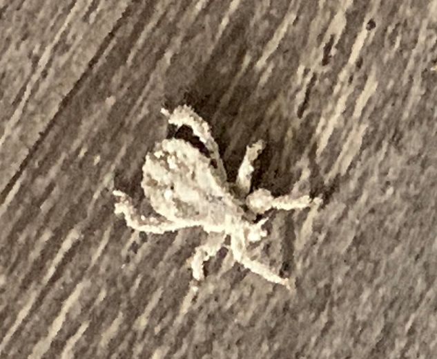 Nymph of an assassin bug