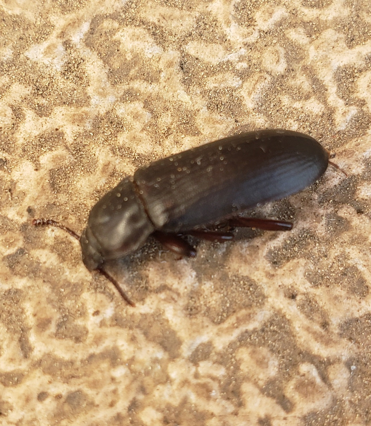 Darkling beetle