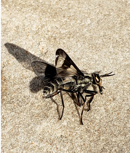 Deer fly
