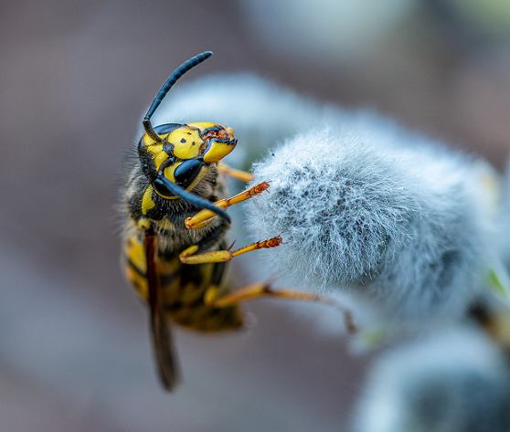 Eastern yellowjacket
