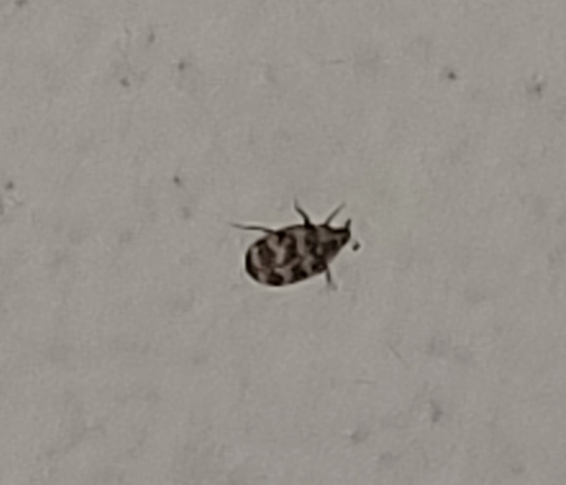 Carpet beetle