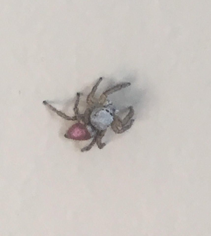 Jumping spider