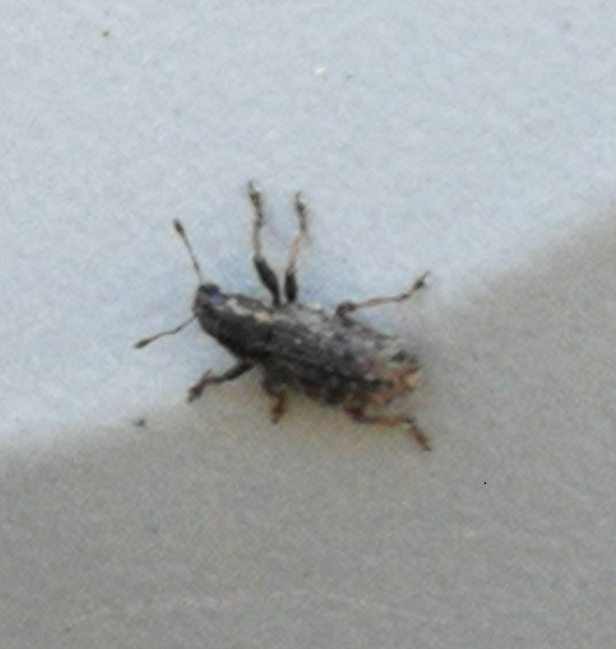 short-snouted/broad-nosed weevil