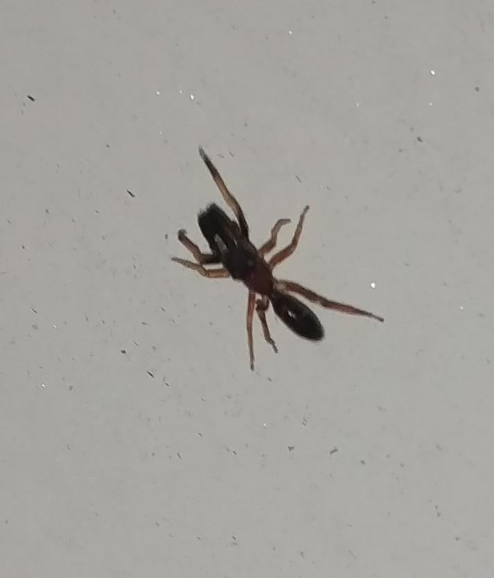Jumping spider