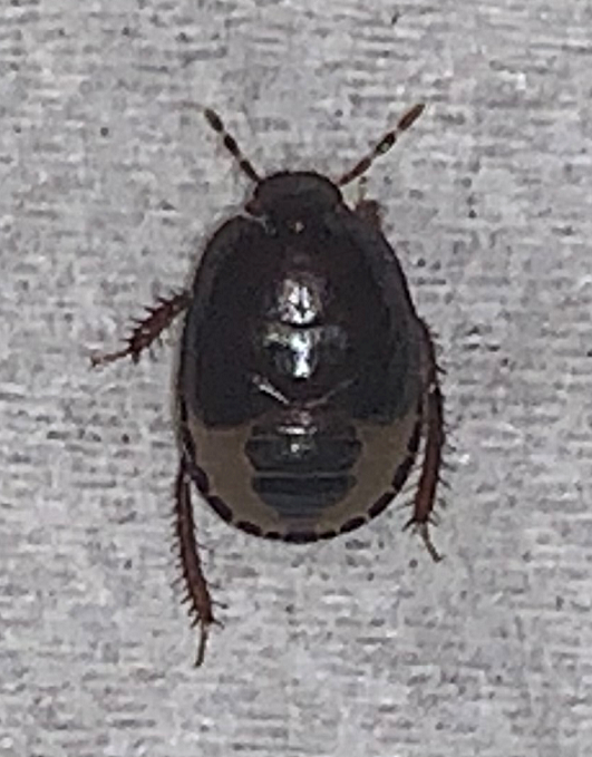 Nymph of a white-margined burrower bug