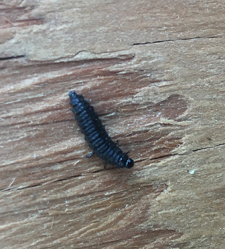 Larva of a leaf beetle