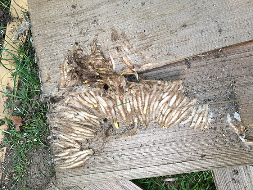 Cocoons of a bee/wax moth