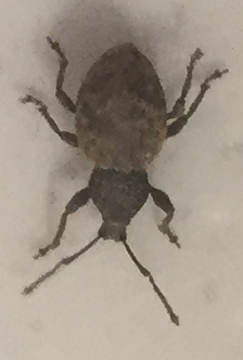 Broad-nosed/short-snouted weevil