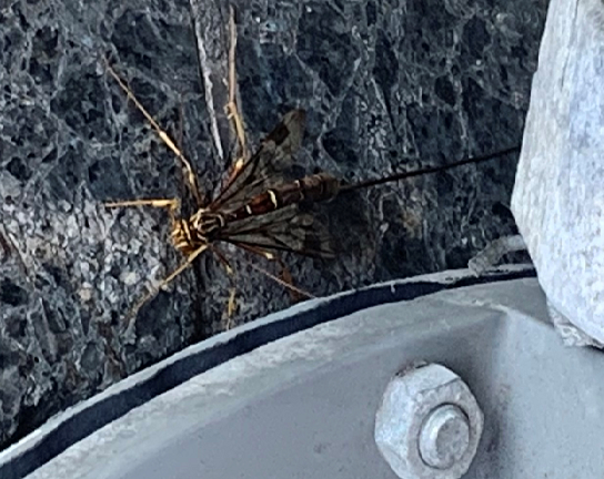 Giant ichneumon wasp