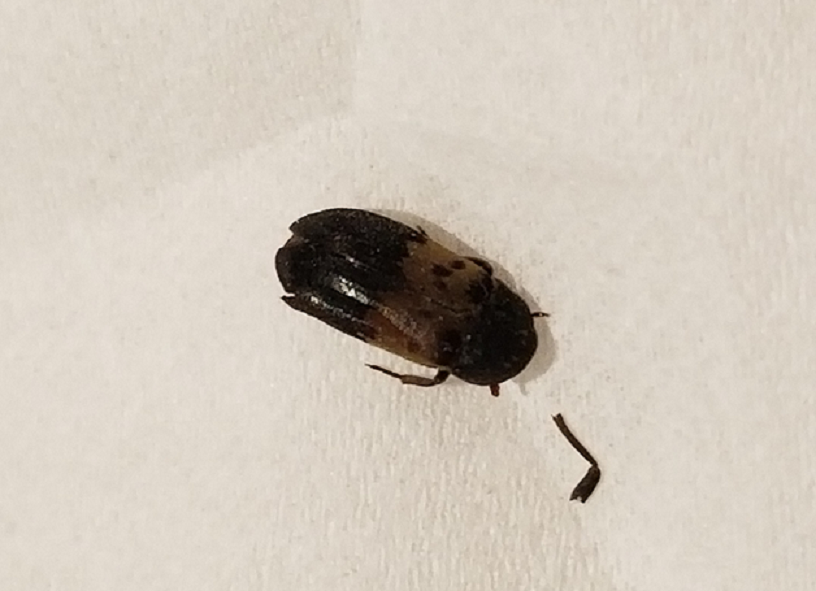Larder beetle