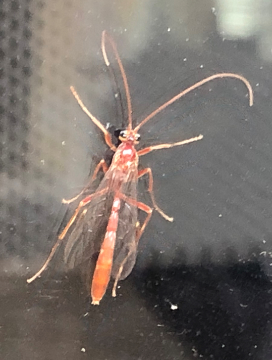 Ichneumon wasp