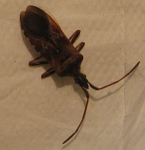 Western conifer seed bug