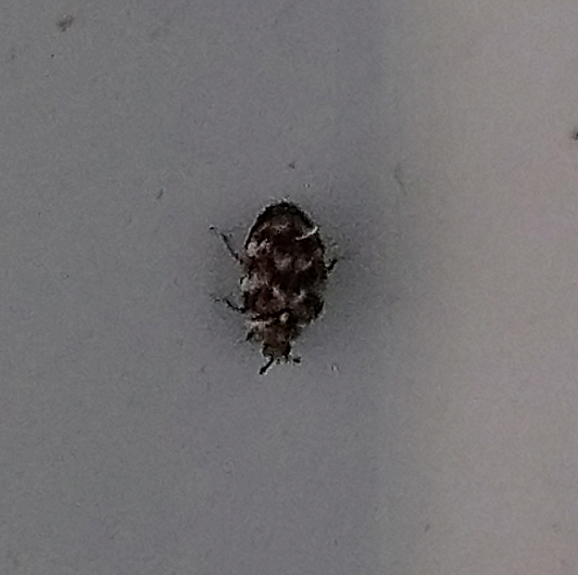 Carpet beetle