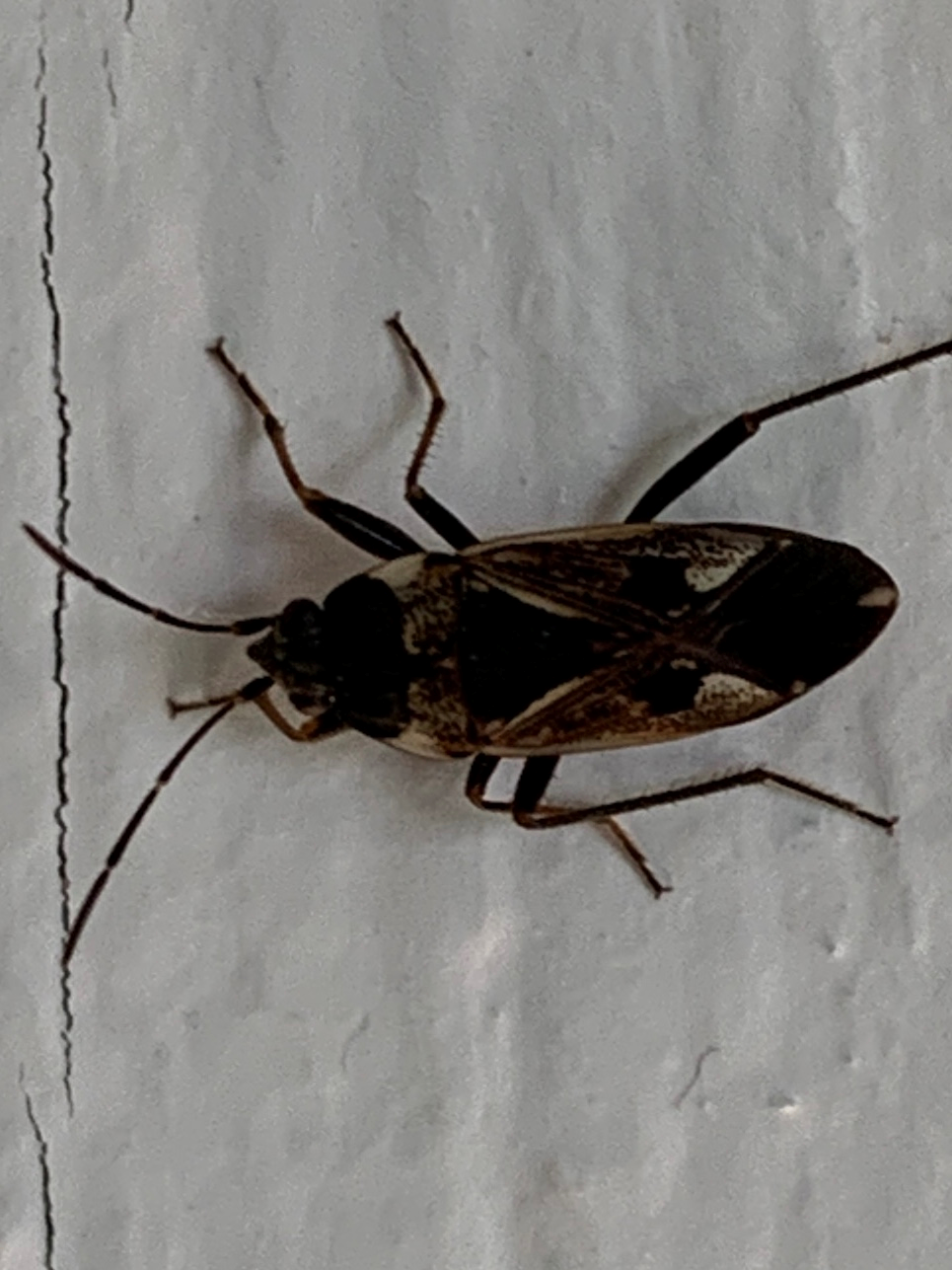 Tuxedo bug