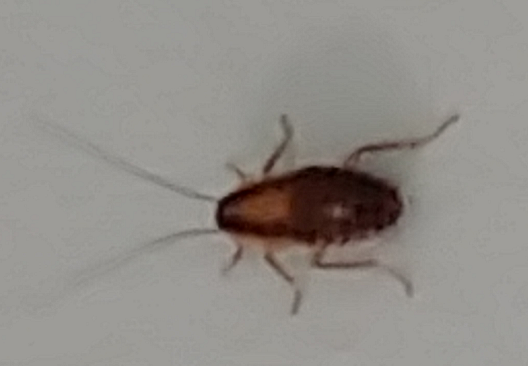 Nymph of a cockroach