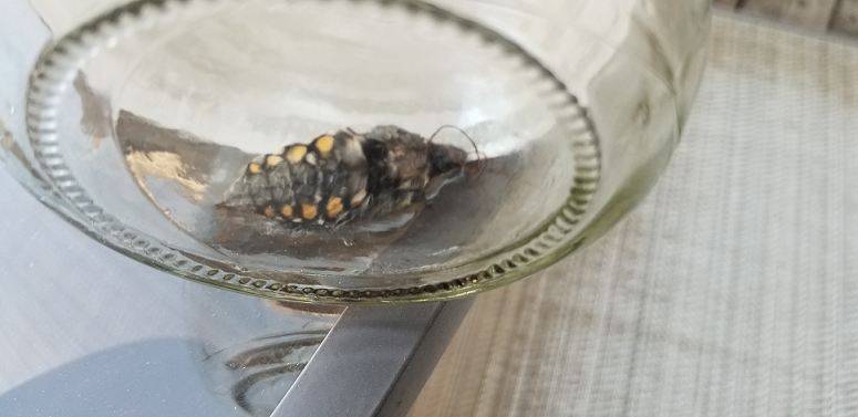 Sphinx moth